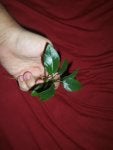 Green Leaf Hand Plant Flower