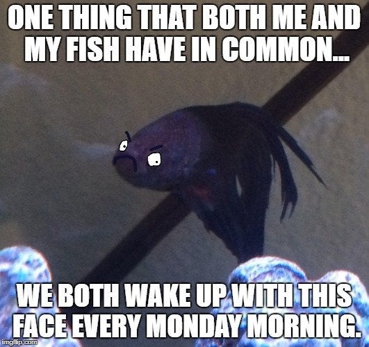 Meme  Betta Fish Forum