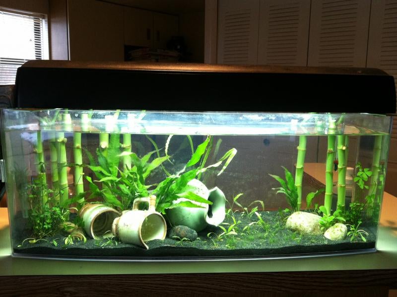 New 6.6 gallon planted betta tank with submerged lucky bamboo