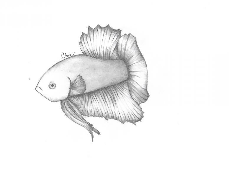 Free Betta Fish Drawings!
