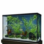 Water Vertebrate Plant Rectangle Fish supply