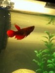 Fish Fin Feeder fish Fish Aquarium