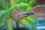 Fish Fish Tail Organism Freshwater aquarium