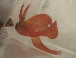 Organism Tail Fin Goldfish Fish