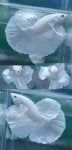 WhiteEE2.jpg