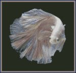 Cross stitch Betta2.jpg