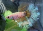 betta12.jpg