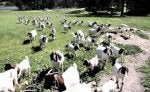 Herd Goat Goats Pasture Grazing